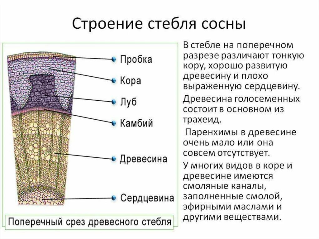 Срез кратко. Стебель сосны обыкновенной поперечный срез. Анатомическое строение стебля сосны обыкновенной. Строение стебля сосны голосеменных. Поперечный разрез стебля сосны.