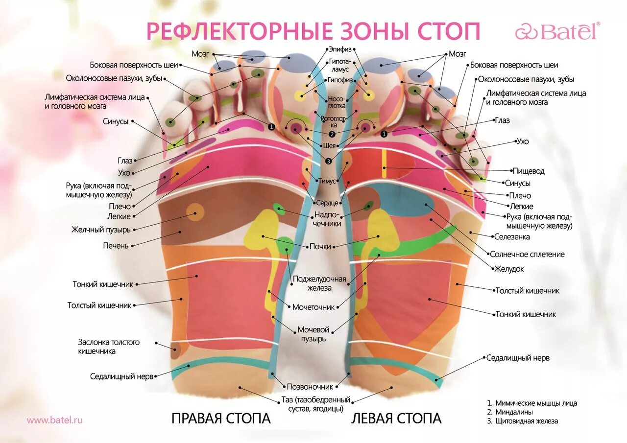 Солнечное сплетение у человека это