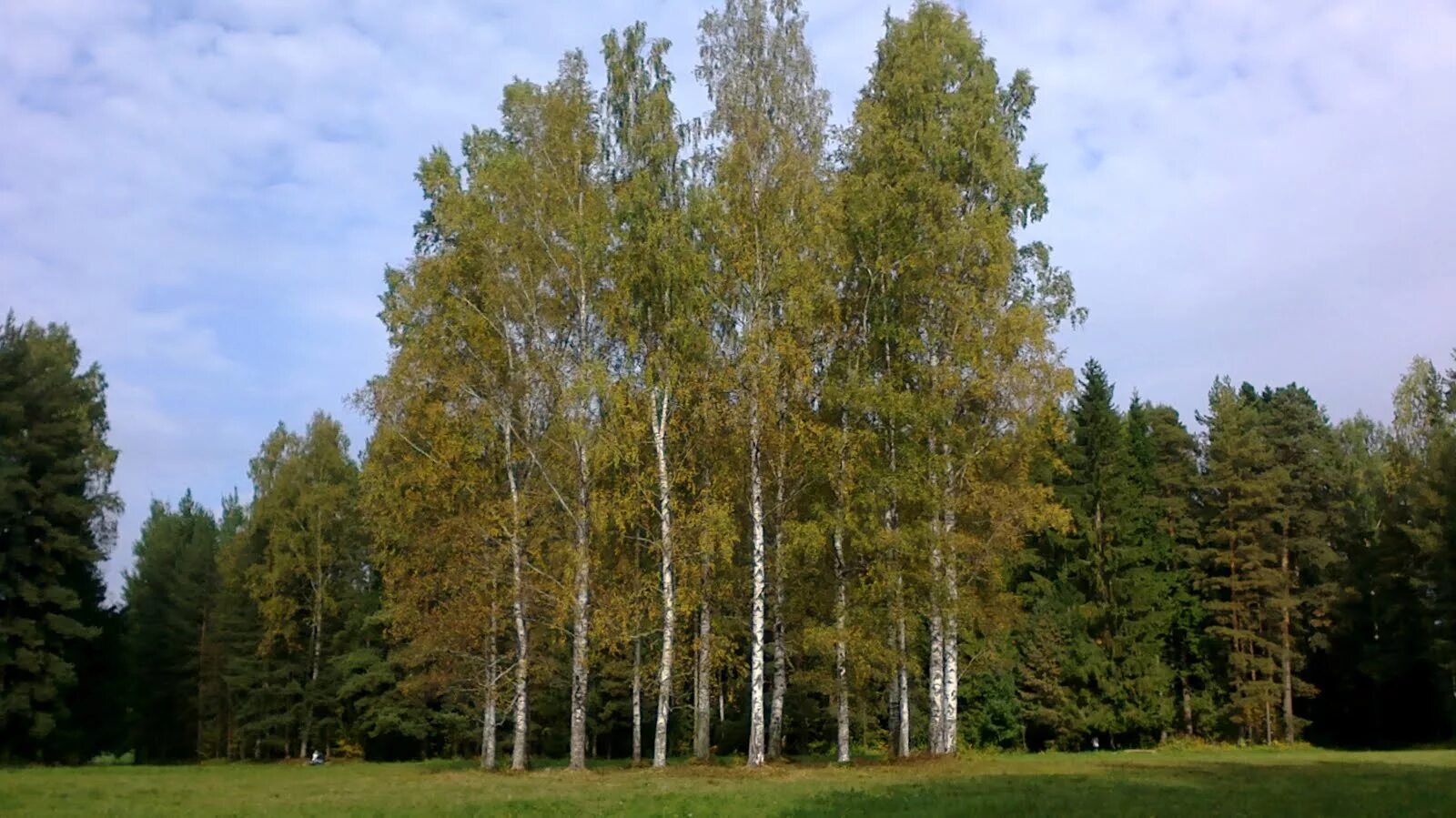 гр белые березы. белая береза картина. павловский парк район белая береза. белая береза символ россии. береза картинка.