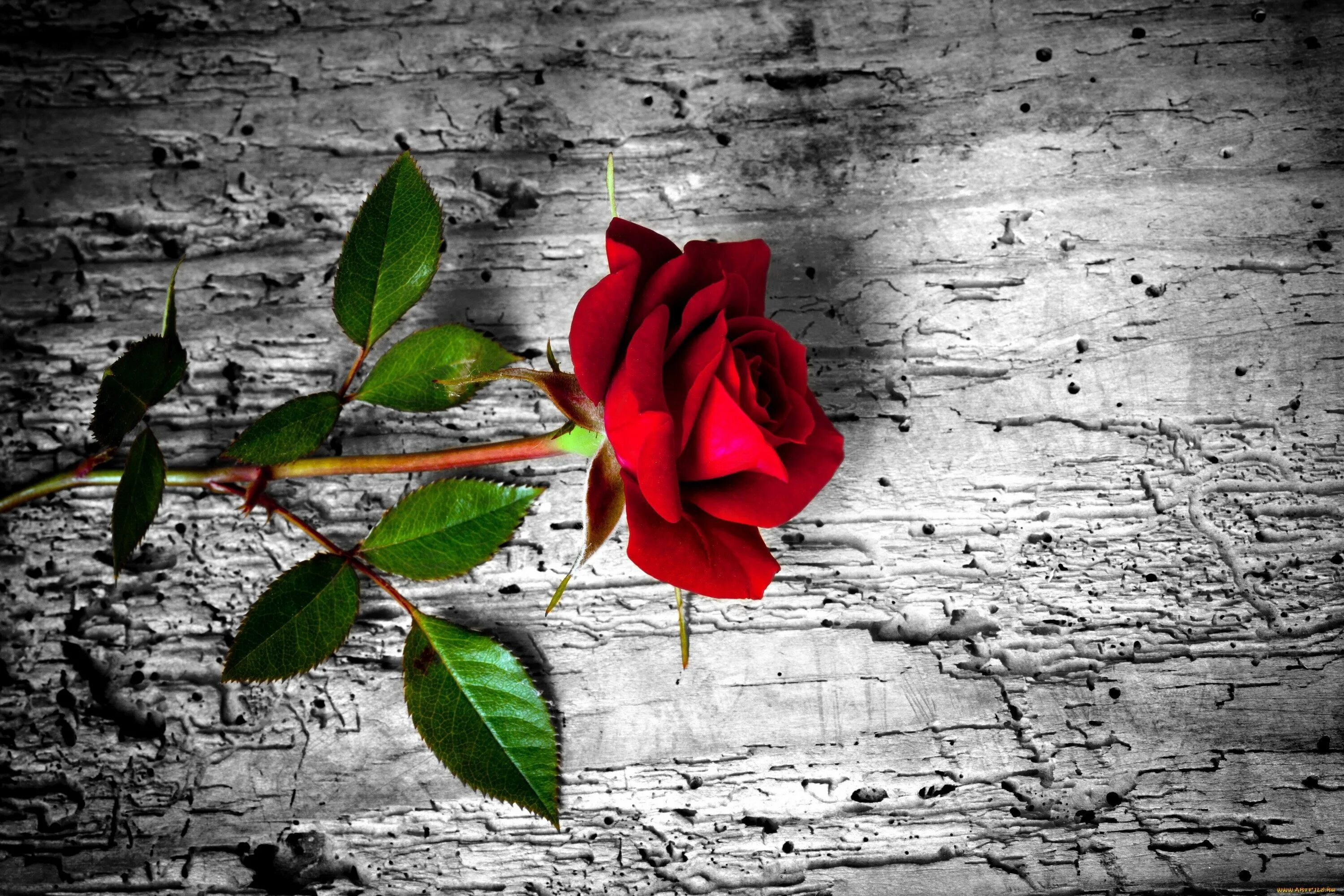 Серо красная картинка. Красные розы. Фон цветы. Цветы на темном фоне.