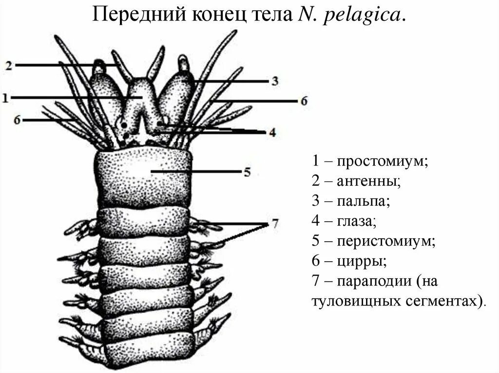 Внешнее строение многощетинковых. Внешнее строение многощетинковых червей рисунок. внешнесороение многощетинковых червей. внешнее строение многощетинковых червей. головной отдел тела многощетинковых червей.
