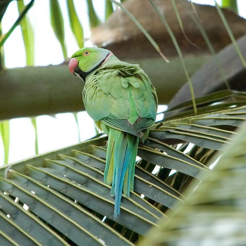 Родригесский ожереловый попугай. Александрийский попугай голубой. Ожереловый Амазон. Ожереловый неразлучник.