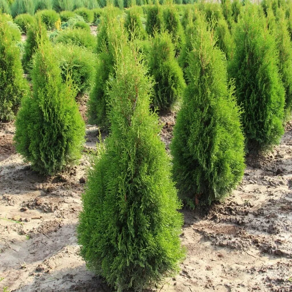 туя смарагд и даника в ландшафте. 4 туй. туя спиралевидная. туя брабант колумна. туя западная колумна.