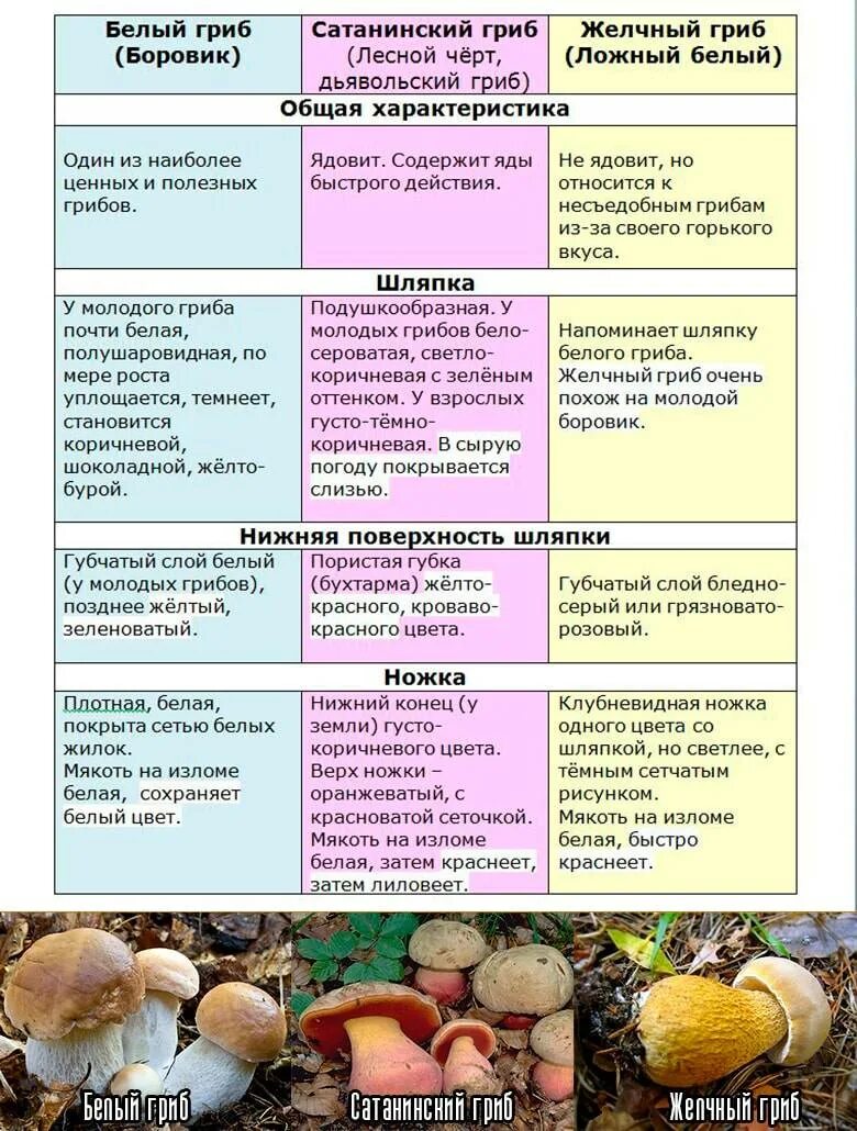 Какой тип питания характерен для шампиньона. Сравнение бледной поганки и шампиньона. Отличие шампиньона от бледной поганки 2 класс. Поганка и шампиньон сходство и различие. Сходство погадки и шампиньона.