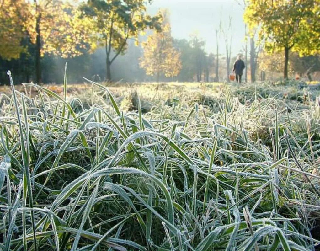 Погода заморозки. Заморозки. Летние заморозки. Заморозки в мае. Иней на траве.