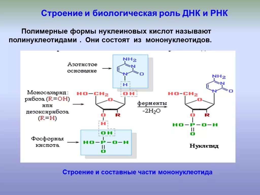 Строение, свойства и биологическая роль ДНК И РНК.. Биологическая роль ДНК. Строение и биологическая роль РНК.