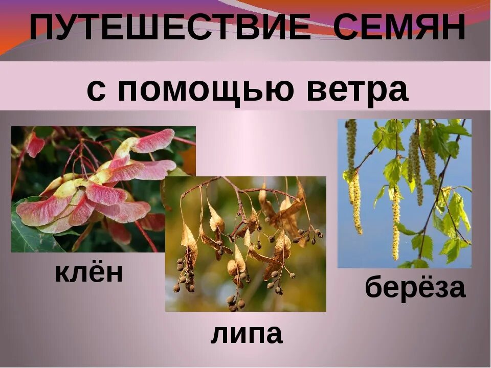 Размножение семян ветром. Плоды клена распространяются. Семена липы клена и ясеня. Способ распространения семян клена. Клен распространение семян.