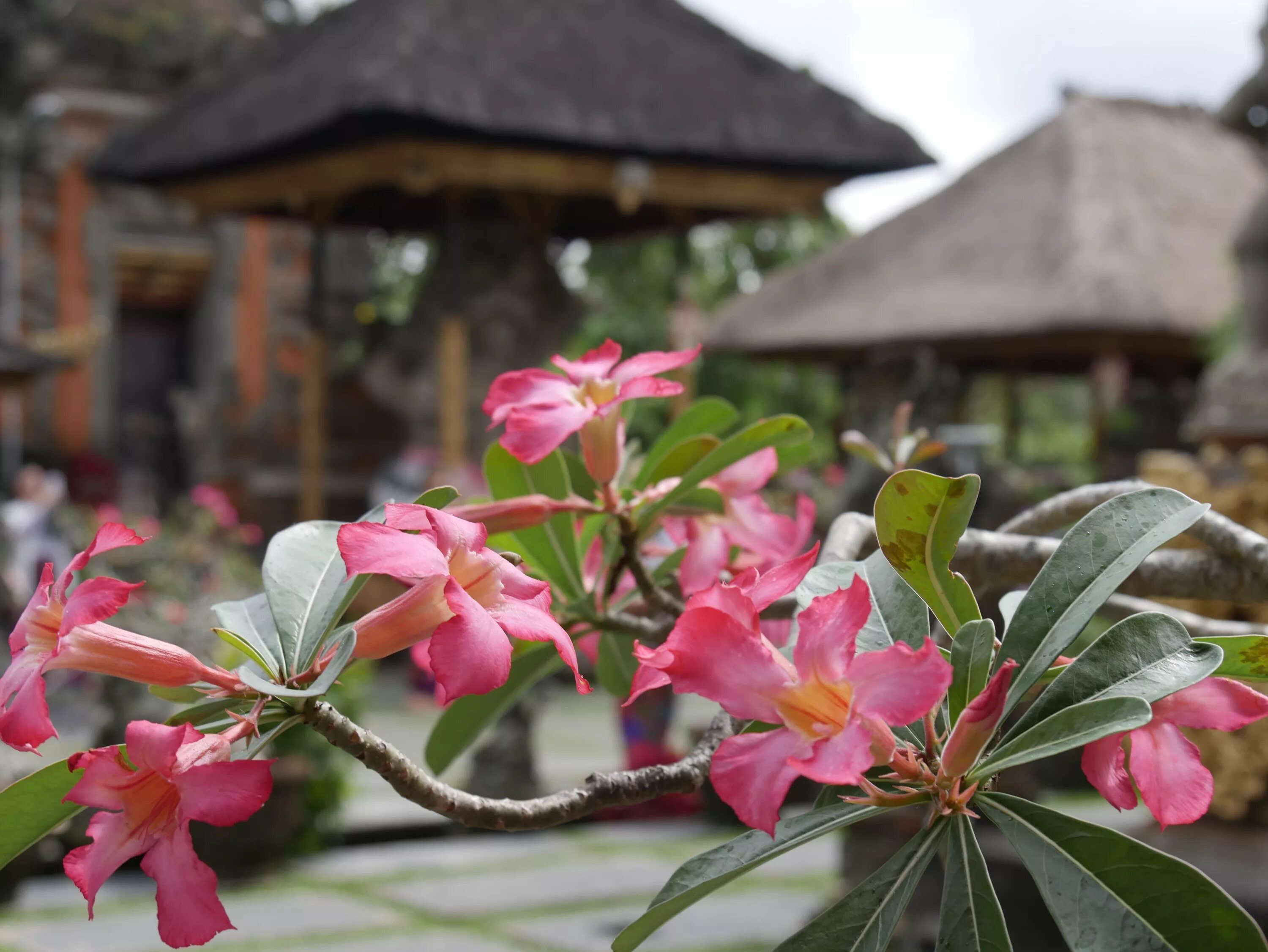 Магнолия Плюмерия. Растения Бали. Франжипани Бали. Цветы на бали