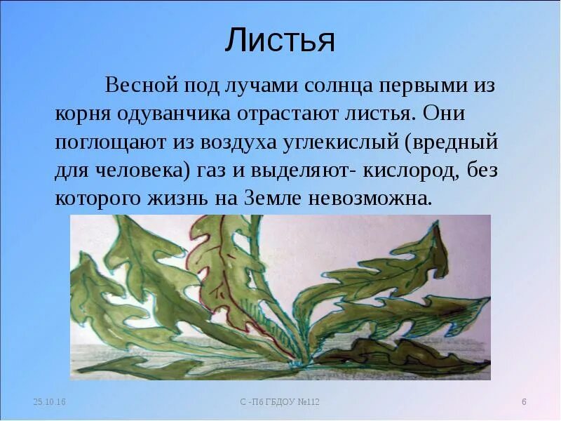 Полезен листьев одуванчика. Вид листа одуванчика. Форма листа одуванчика. Описание листа одуванчика. Сказочная история о дикорастущем или культурном растении.