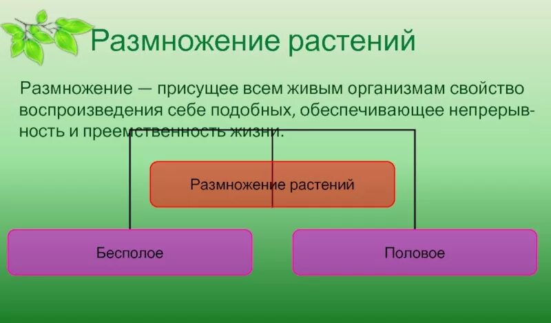 Приведите примеры размножения растений Большинство растений размножаются