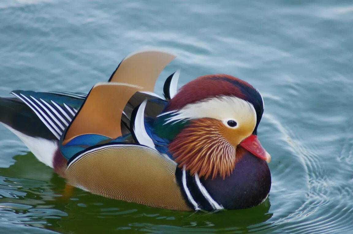 Мандаринка. Уточка мандаринка картинки. Как получить мандаринки в бот ирисе. Аринка мандаринка 1 подписчик. Телеграм бот ирис.