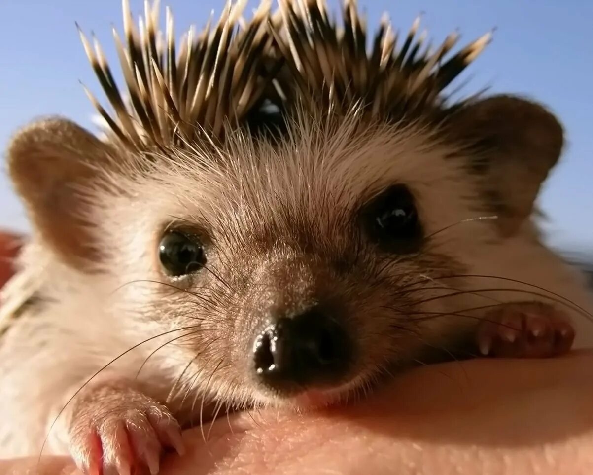 Ежик лисичкин. Злой ежик. Ежик картинка. Обыкновенный ёж. Колючий ежик.