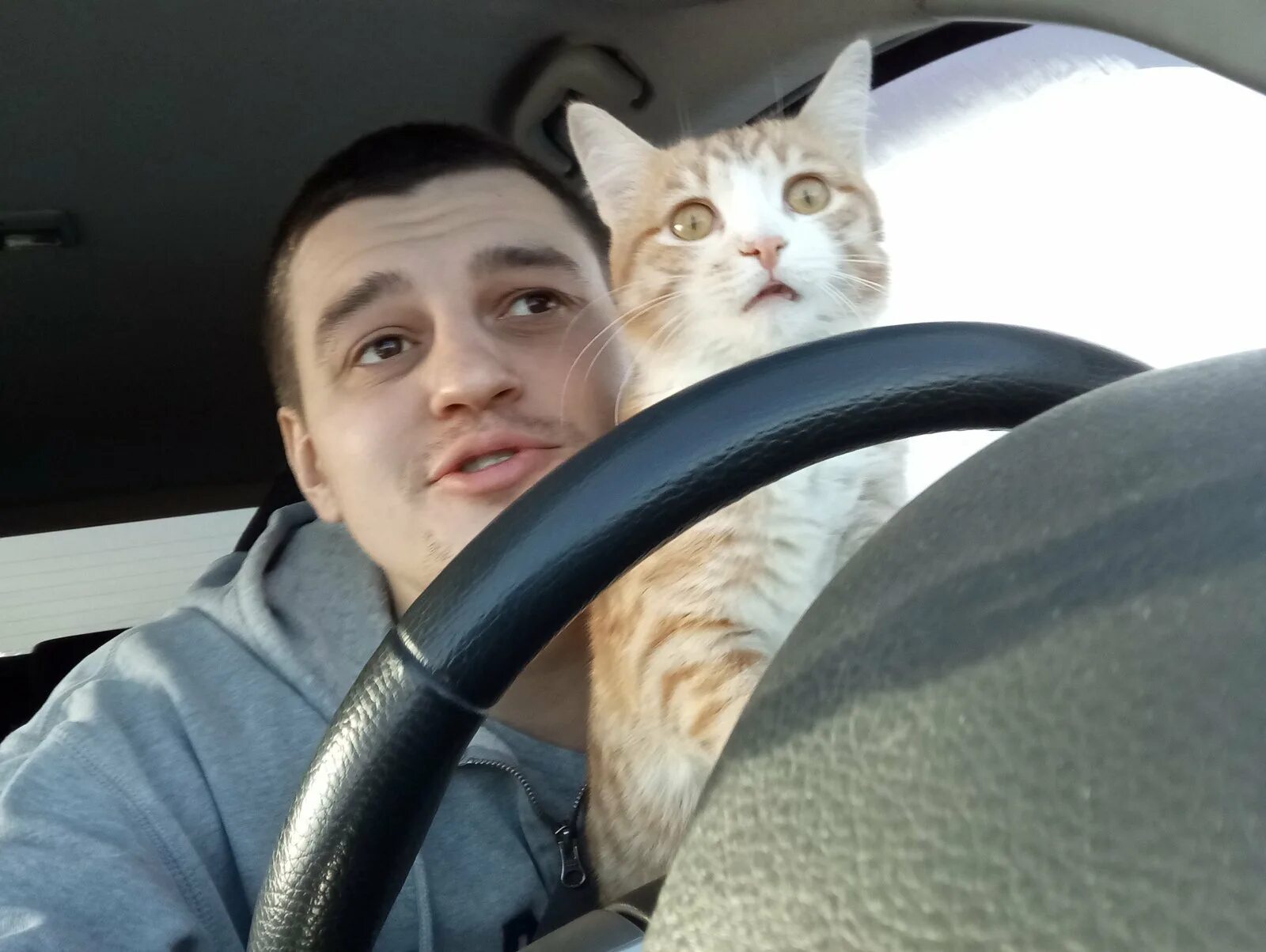 Включи котэ машина. Кот за рулем. Кот за рулём машины. Кошечка за рулем. Кот водитель.