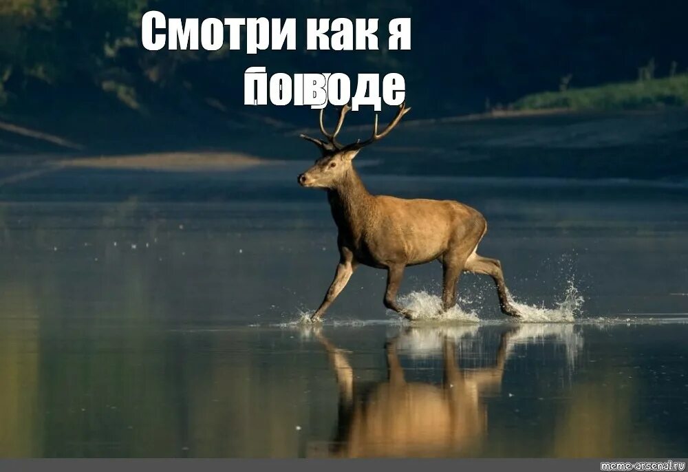 Олень пьет воду. Олень граффити. Олень в воде. Косуля на водопое. Олень купается.