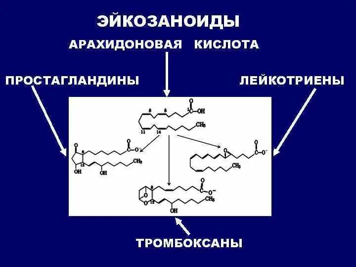 Арахидоновая кислота простагландины. Тромбоксан арахидоновая кислота. Арахидоновая кислота предшественник. Простагландины тромбоксаны и лейкотриены. Формула арахидоновой кислоты