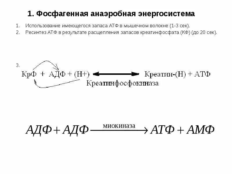 Анаэробный ресинтез атф. Распад АТФ ресинтез креатинфосфат. Ресинтез АТФ схема. МИОКИНАЗНЫЙ ресинтез АТФ. Фосфагенная ресинтез АТФ.