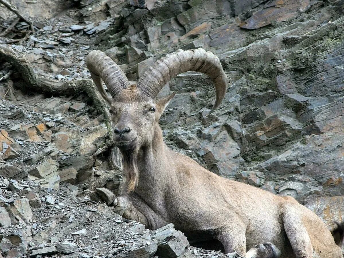 Козёл Сибирский (козёл горный, Capra sibirica). Безоаровый козёл (Capra aegagrus). Тянь шаньский горный козел. Винторогий горный баран Архар. Дикие козы рассыпавшись по откосу