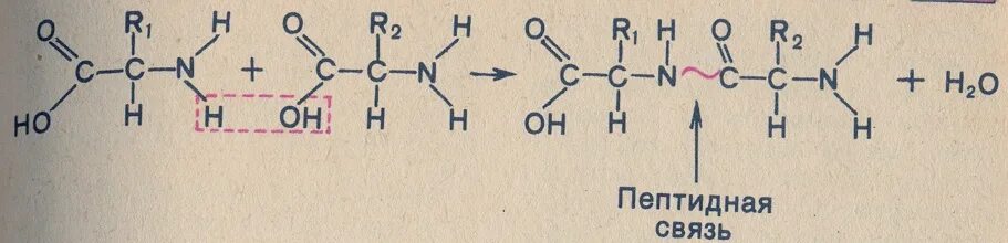 Пептидные связи есть в. Схема образования пептидной связи в молекуле белка. Механизм образования пептидной связи в белках и пептидах. Механизм образования пептидной связи в белках. Образование пептидной связи белка.