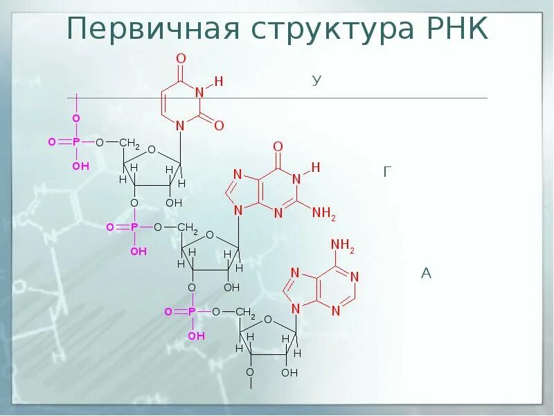 Вторичная структура РНК формула. Фрагмент первичной структуры ДНК. Первичная структура РНК формула. Структура РНК формула.