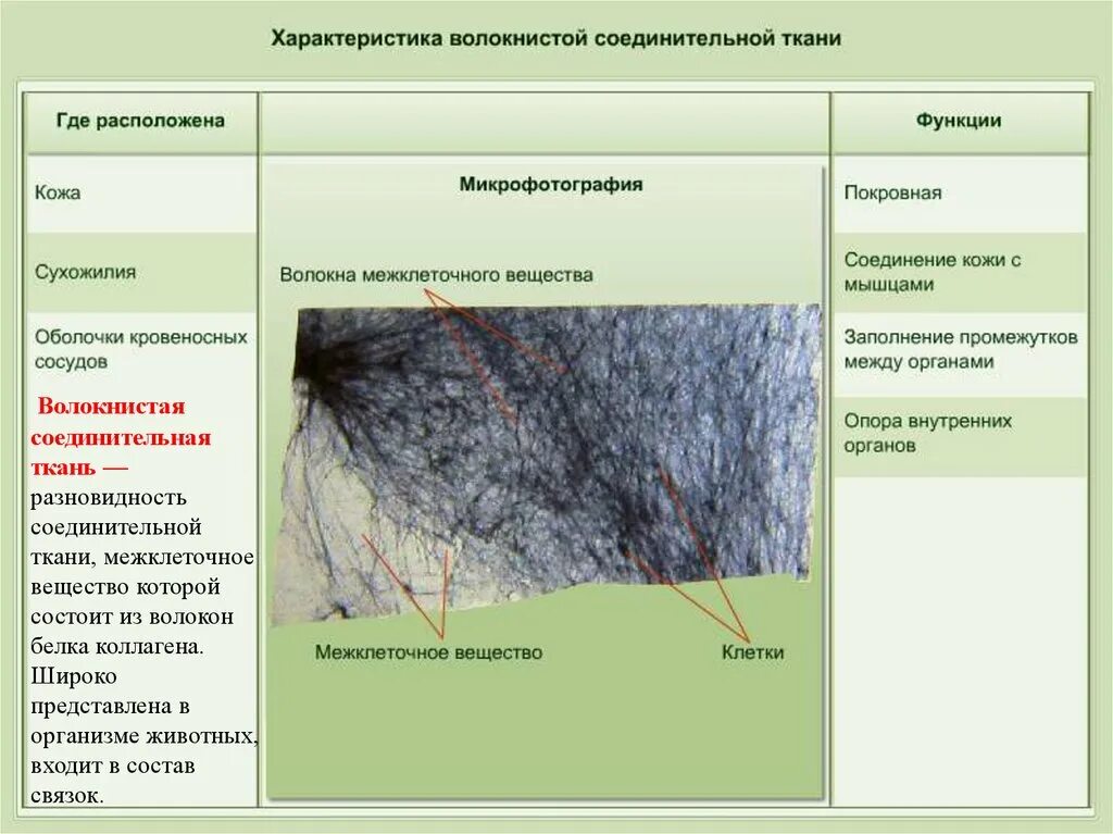 Какие органы входят в соединительную ткань. Рыхлая волокнистая соединительная ткань местоположение. Рыхлая волокнистая соединительная ткань функции и расположение. Характеристика волокнистой соединительной ткани. Слой рыхлой волокнистой соединительной ткани.