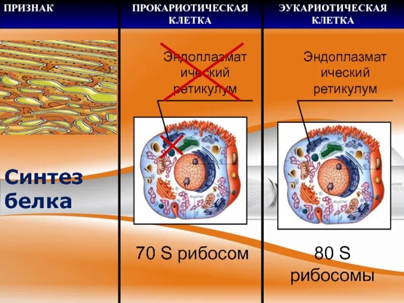 Яйцеклетка эукариотическая клетка. Деление эукариотической клетки. Строение и функции эукариотической клетки. Строение эукариотической клетки.