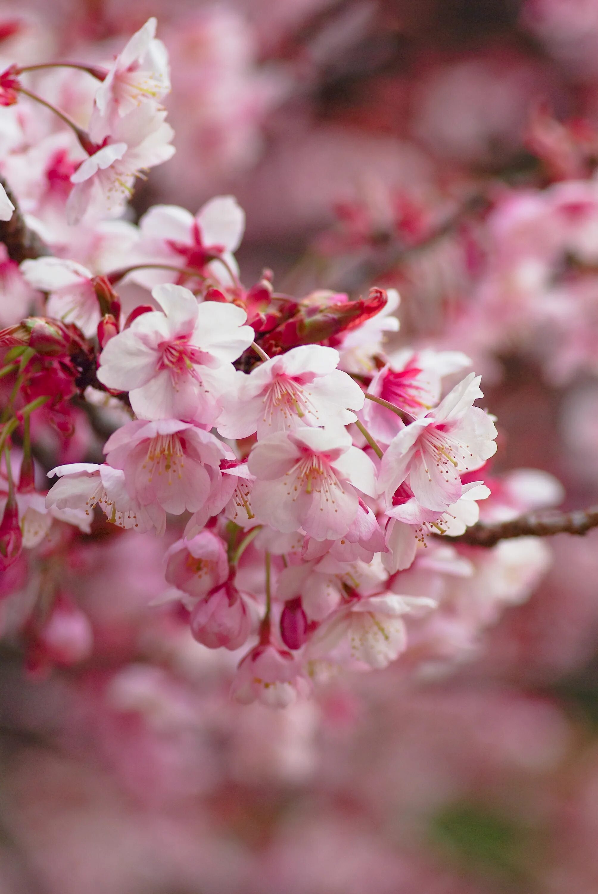 Фото весны красивые на заставку телефона. Цветение Сакуры. Сакура японская вишня. Цветение Сакуры ветка. Сакура отцвела.