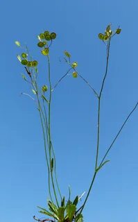 Plants 19
