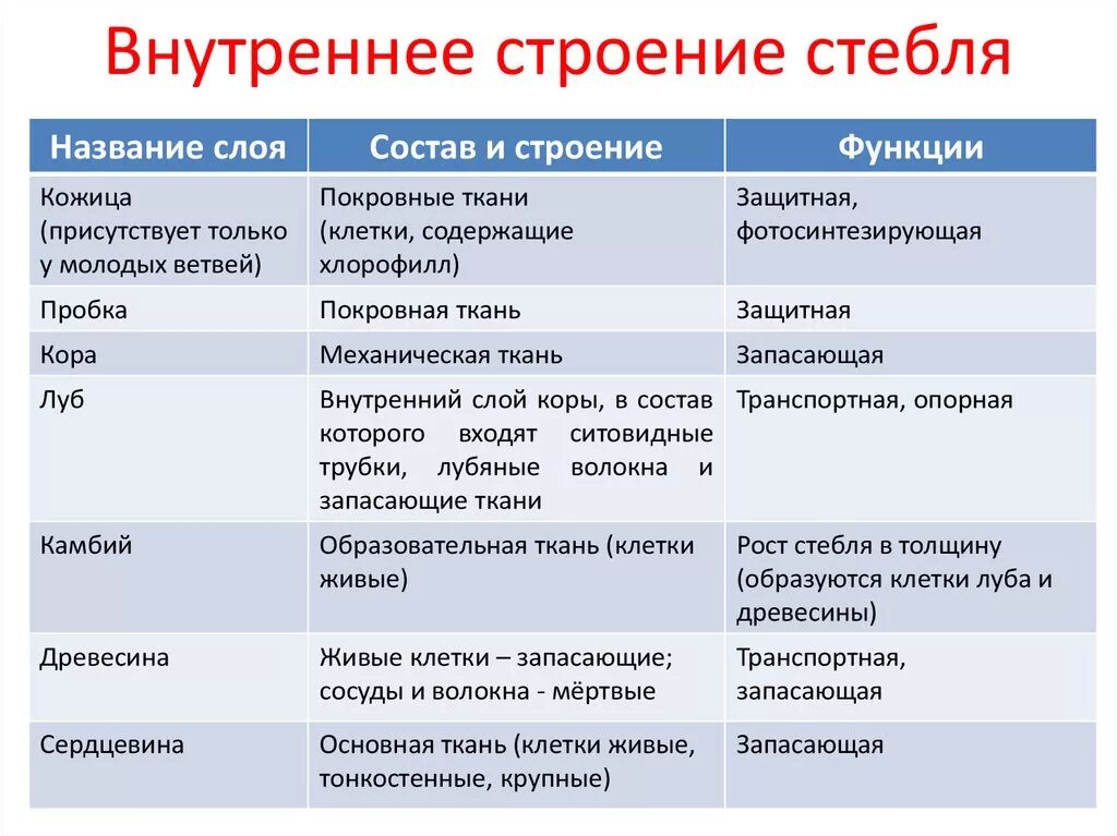 Внутреннее строение стебля функции. Внутреннее строение стебля таблица биология 6. Таблица строение стебля 6 класс биология. Внутреннее строение стебля таблица 6 класс биология. Таблица внутреннее строение древесного стебля.