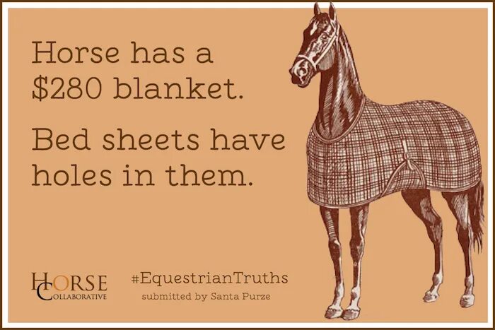 Высказывания о лошадях. Высказывания о лошадях. Красивые высказывания про лошадей. Цитаты о коне. Цитаты про лошадей.