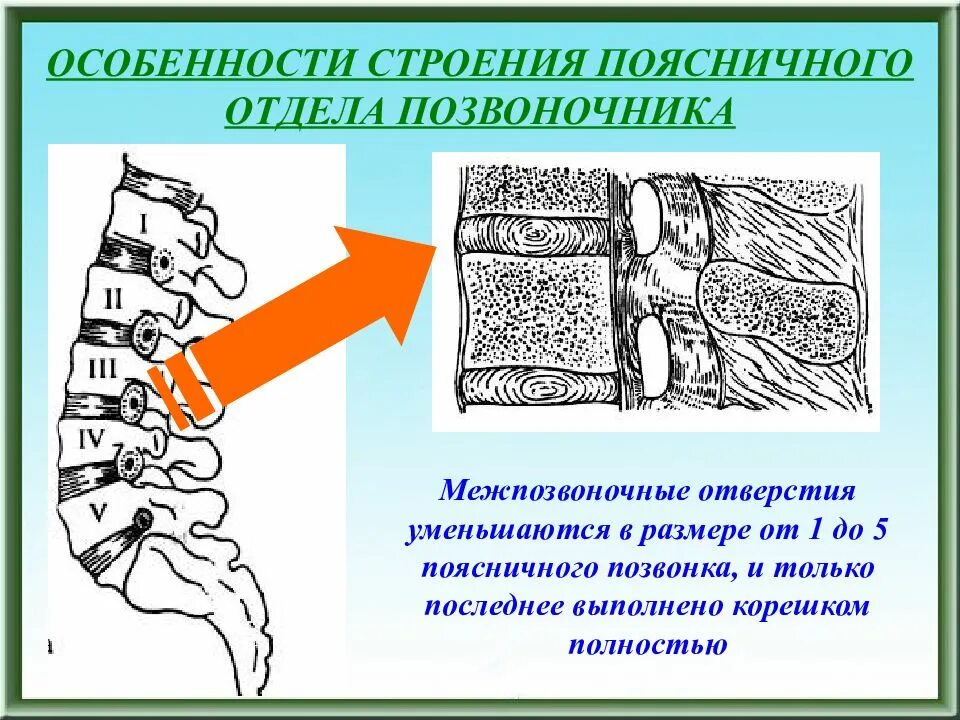 Особенности поясничных позвонков. Особенности строения поясничных позвонков. Поясничный отдел особенности строения. Позвонки поясничного отдела особенности.