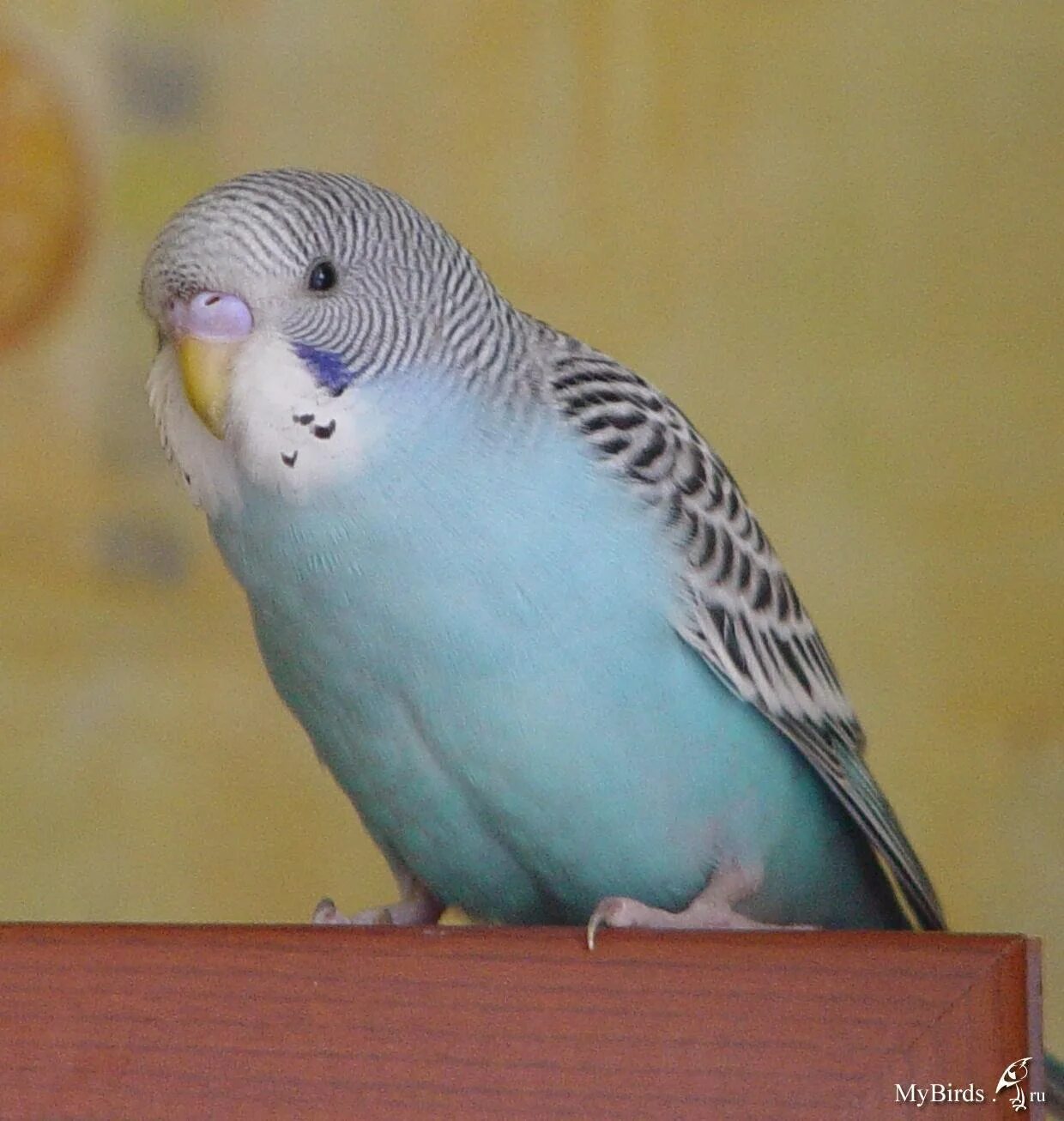Волнистый попугайчик самец. Волнистый попугайчик самочка. Волнистый попугайчик чех. Восковица самочки волнистого попугая. Восковица у волнистого попугая.