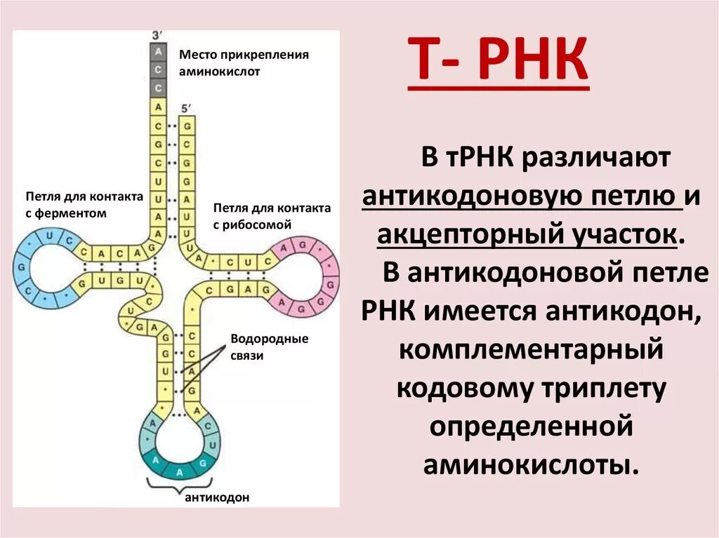 ТРНК строение петли. Строение молекулы транспортной РНК. Структура транспортной РНК. Структура ТРНК.