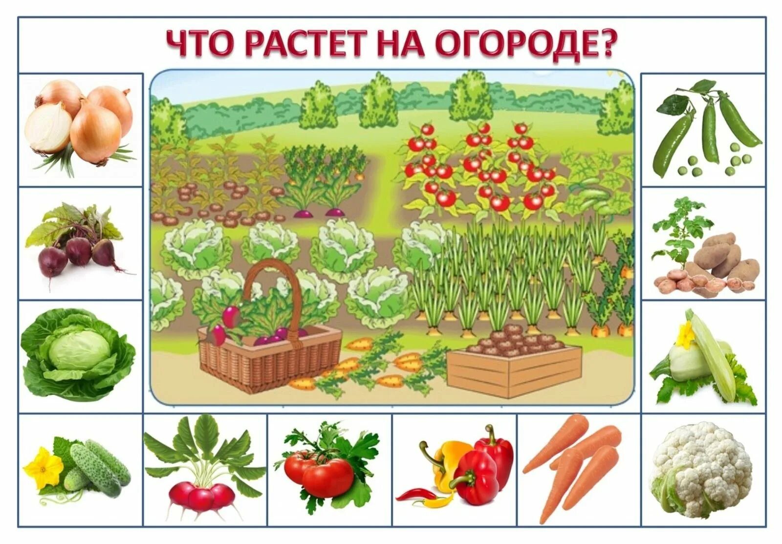 Тема сад огород в подготовительной группе. Что растет на грядке дидактическая игра. Дидактическая игра что растет в саду и в огороде. Дидактическая игра огород. Дидактическая игра что растет в огороде.