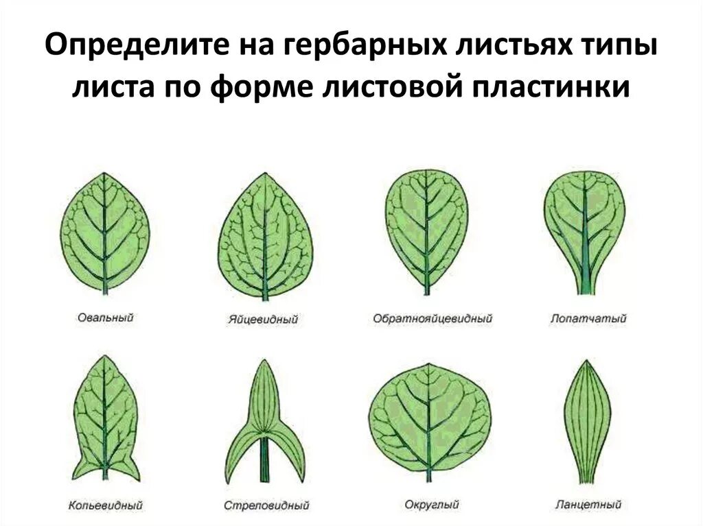 Название растения листья простые