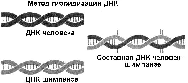 Метод гибридизации ДНК. ДНК человека и животных. Сходство ДНК человека и животных. Гибридизация ДНК. При расшифровке генома мартышки было установлено 40