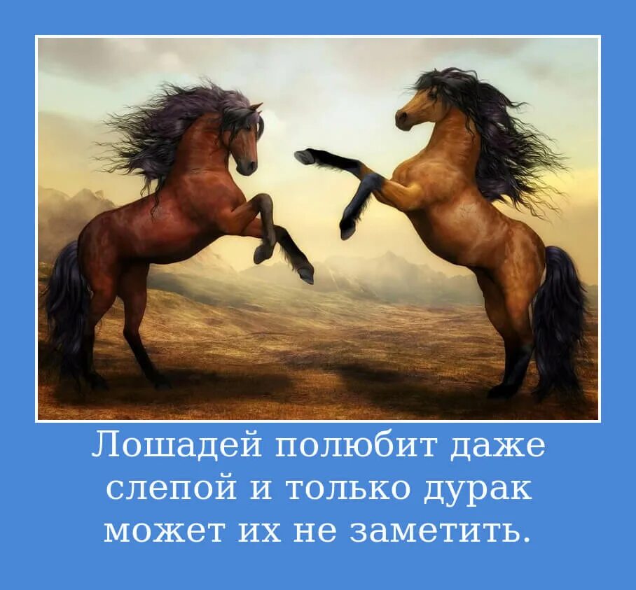 Лошадки со словами. Фразы про лошадей. Цитаты про лошадей. Высказывания о лошадях. Красивые фразы про лошадей.