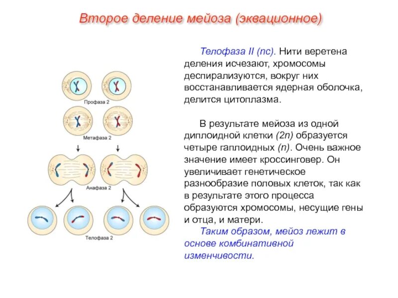 Исходная клетка мейоза. В результате второго деления мейоза образуются. Деление клетки мейоз хромосомы. Фазы 1 деления мейоза. В результате мейоза образуется 2 клетки.