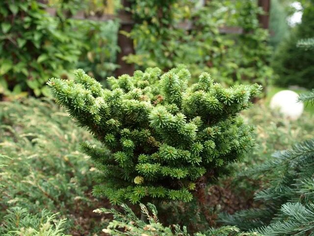 Хвойные таксон. Abies balsamea Fernberg Trail.