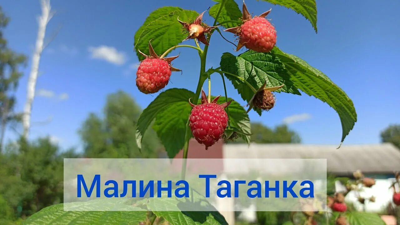 Малина ремонтантная Таганка. Малиновое дерево Таганка. Сорт малины Таганка. Сорт малины Таганский.