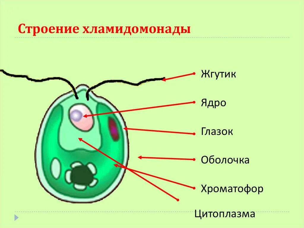 Водоросли биология строение. Строение клетки хламидомонады 5 класс биология. Строение одноклеточной зеленой водоросли хламидомонады. Водоросли 6 класс биология хламидомонады строение. Строение одноклеточной водоросли хламидомонады.