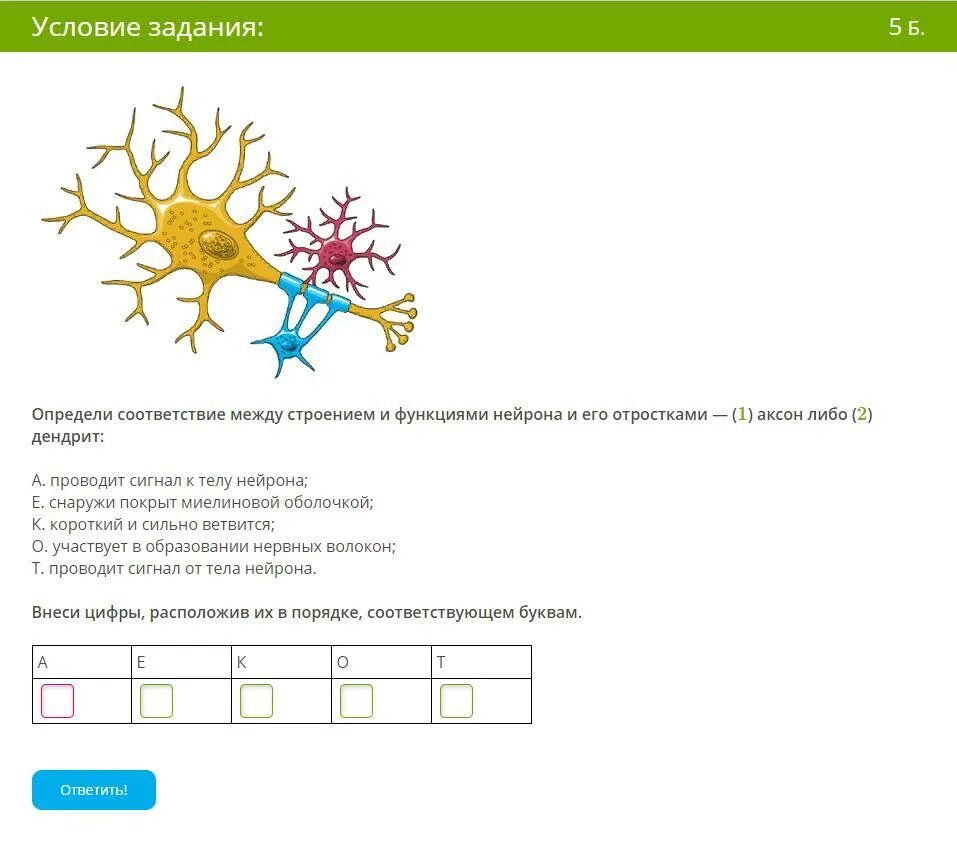 Строение и функции нейрона и его отростками. Соответствие между строением и функциями нейрона и его отростками. Аксон дендрит проводит сигнал к телу нейрона. Строение и функции аксона либо.