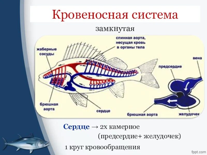 Урок класс рыбы 7 класс. Кровеносная система рыб. Кровеносная система рыб 7 класс. Замкнутая кровеносная система схема рыбы. Органы кровеносной системы у рыб 7 класс.