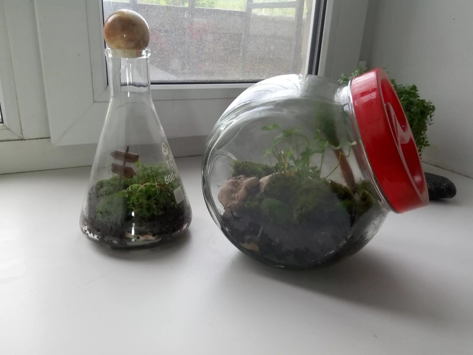 флорариум мохариум. дэвид латимер экосистема. террариум замкнутая экосистема. флорариум замкнутая экосистема. экосистемы своими руками.