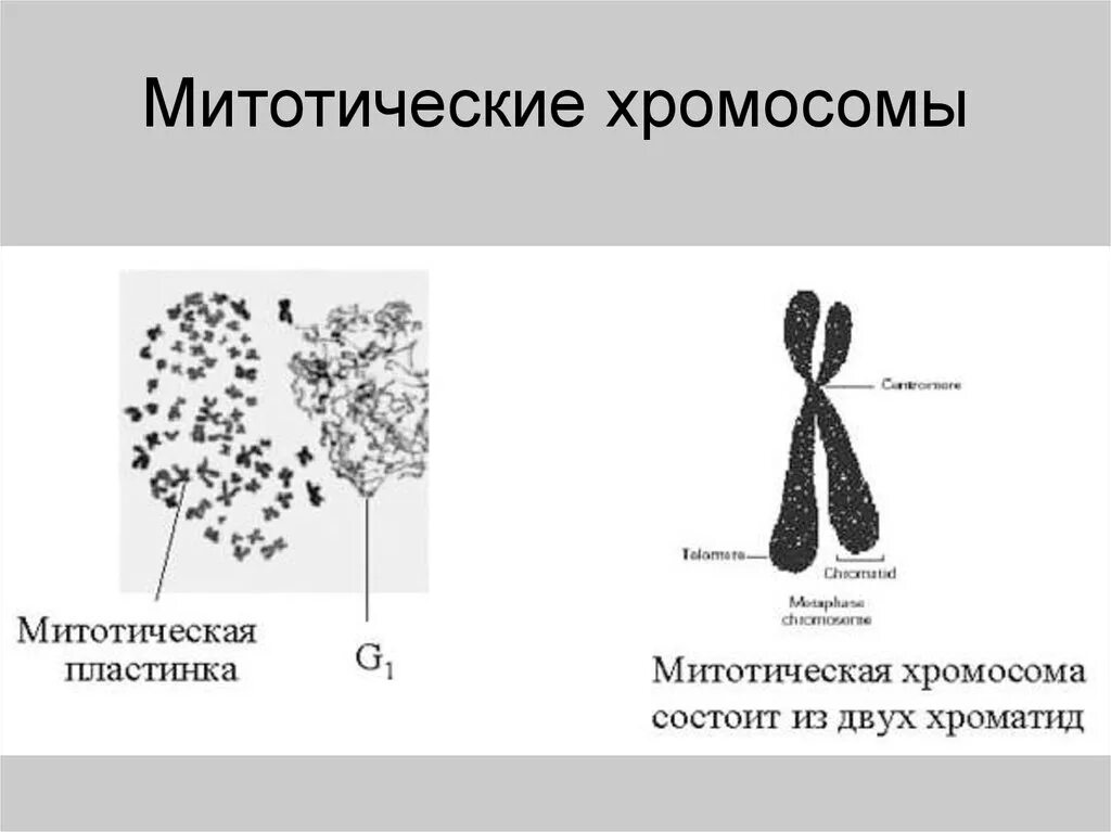 Какую форму имеет хромосома. Структура митотических хромосом. Строение функция классификация митотических хромосом. Морфология митотических хромосом кариотип. Митотические хромосомы строение.