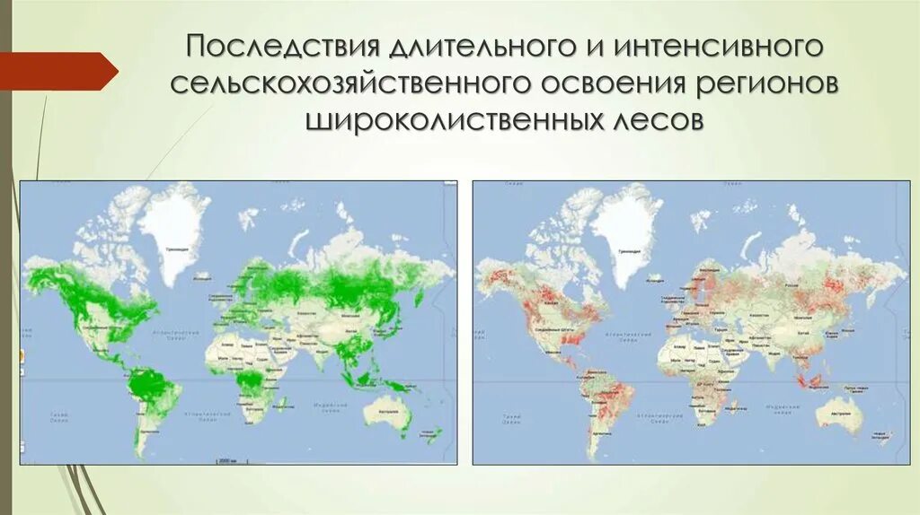 Карта распространения широколиственных лесов. Зона широколиственных лесов на карте России. Географическое положение широколиственных в россии