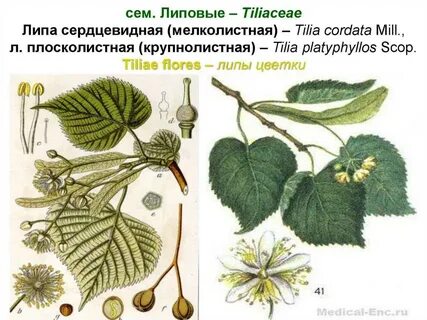 Лист липы описание