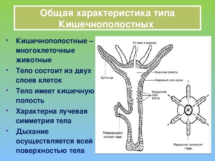 Какие клетки у кишечнополостных обеспечивают процесс регенерации. Строение клеток кишечнополостных. Кишечнополостные Пресноводная гидра. Гидра Пресноводная система тела. Таблица строение полипа гидры.