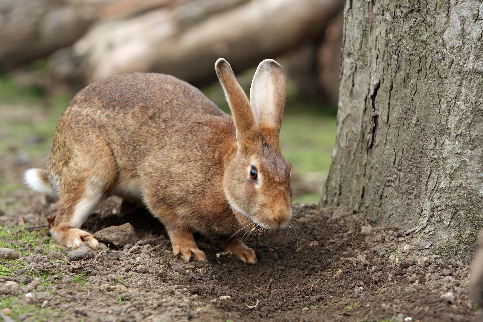 Какие домашние млекопитающие. Зайцеобразные млекопитающие. Отряд зайцеобразные. Коричневый заяц. Бурый заяц.