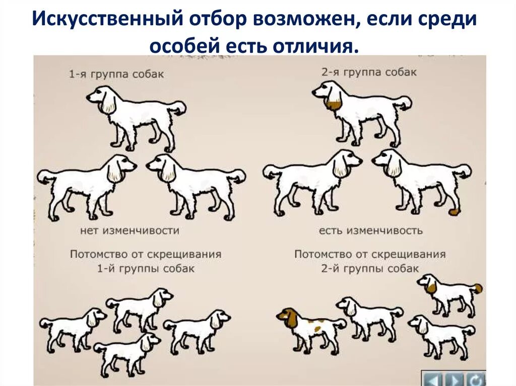 Схема искусственного отбора и естественного отбора. Искусственный отбор примеры. Искусственный отбор животных. Примеры искусственного отбораотбора.