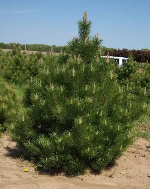 Сеянцы Крымской сосны. Сосна Крымская (Pinus pallasiana). Сосна черная Крымская. Сосна Digenea (сорт 'Darko'). Сосна крымская купить